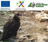 ДПП Врачански Балкан продължава мерките за опазването на лешоядите