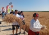 Започна жътвата в Монтанско, чакат се добри добиви