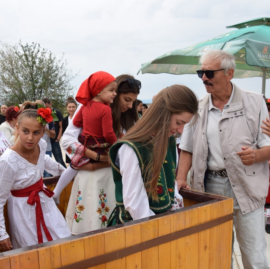 Започна гроздоберът в лозята край Кошава
