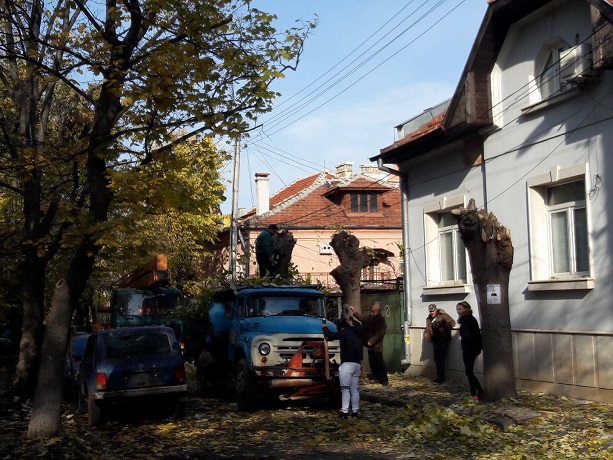 Кастрят дървета в центъра на Враца