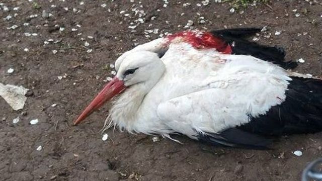 Спасиха ранен щъркел