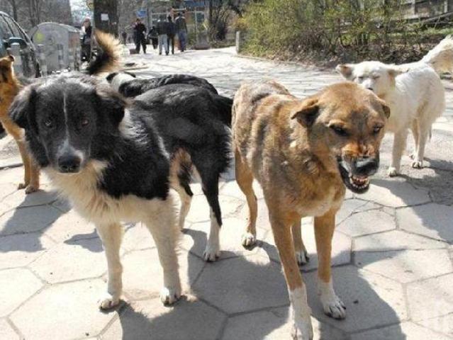 Ясно е кой ще овладява популацията на кучета във Враца