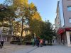 Оформят короните на дърветата по централната пешеходна зона във Враца