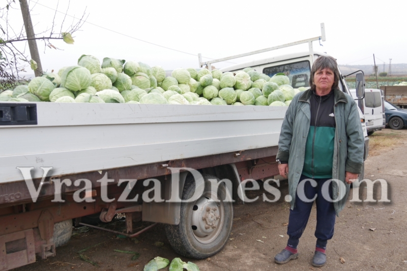 Козлодуйско село е северозападната столица на зелето /СНИМКИ/