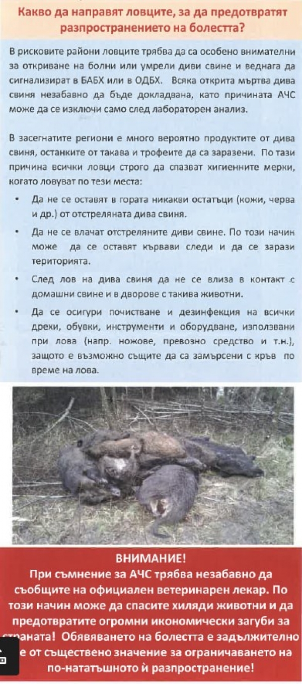 Две положителни проби за Африканска чума при диви свине в област Враца