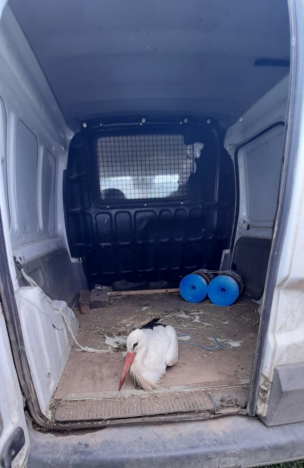 Спасиха щъркел в Борован