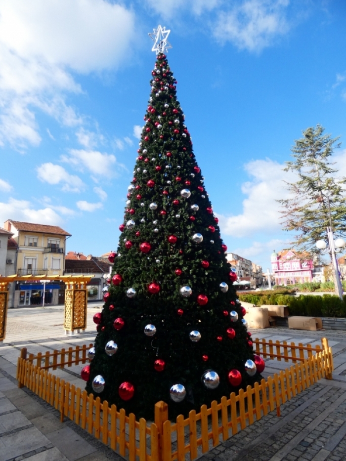 Красива елха грейва в Лом