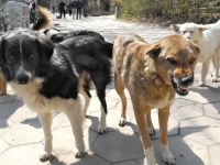 Кастрират бездомните кучета в Оряхово