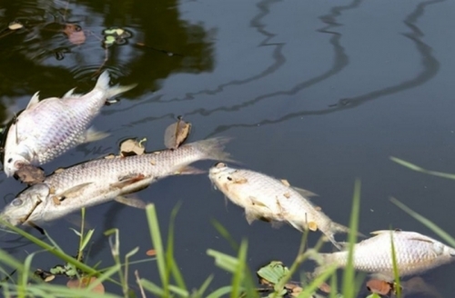 Залпово замърсяване е отровило рибата в река Ботуня