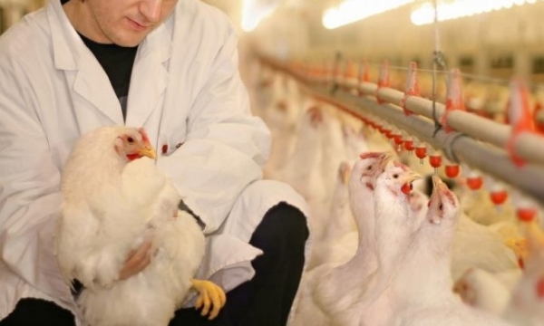 Ваксинират безплатно кокошките в Мизия