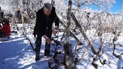 Èçáèðàò Öàð íà âèíîòî â Òèï÷åíèöà