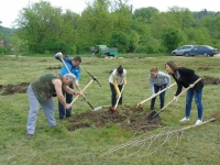 Засадиха близо 500 дървета в община Бяла Слатина