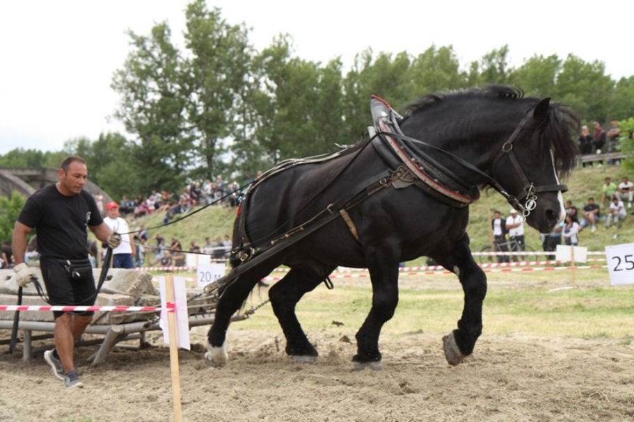 Тегленията с тежковози са едни от най-атрактивните дисциплини в последните години