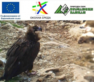 ДПП Врачански Балкан продължава мерките за опазването на лешоядите