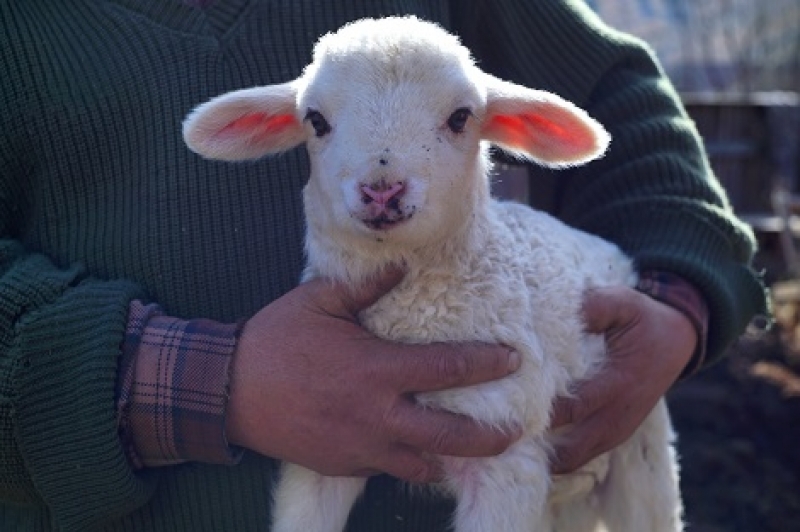 Обява! Продават се агнета