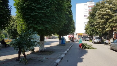 Подкастрят дърветата в Мездра