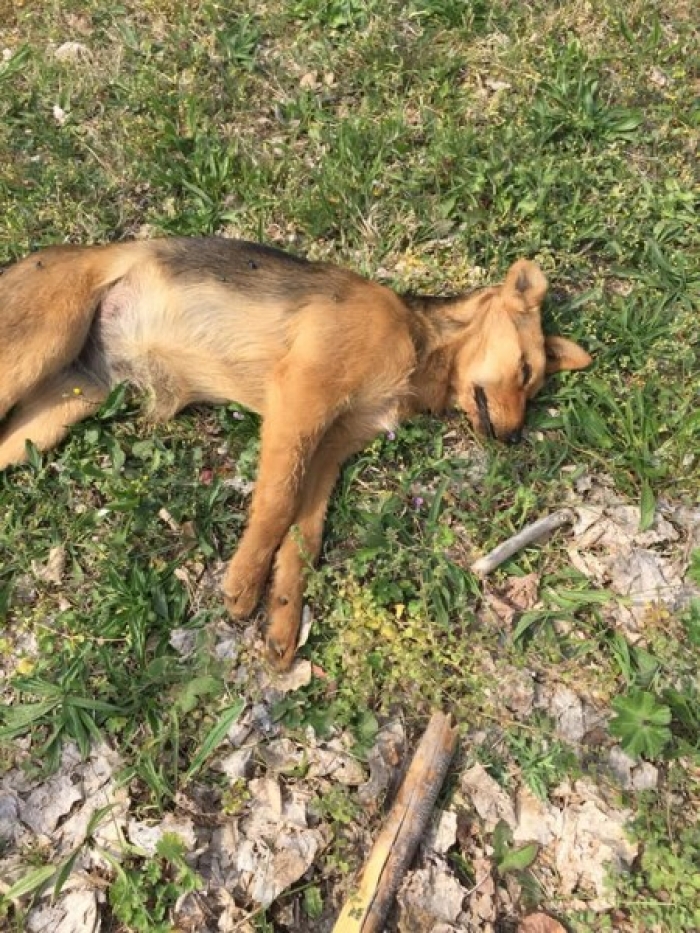 Земеделски производител с присъда, заради убийство на куче
