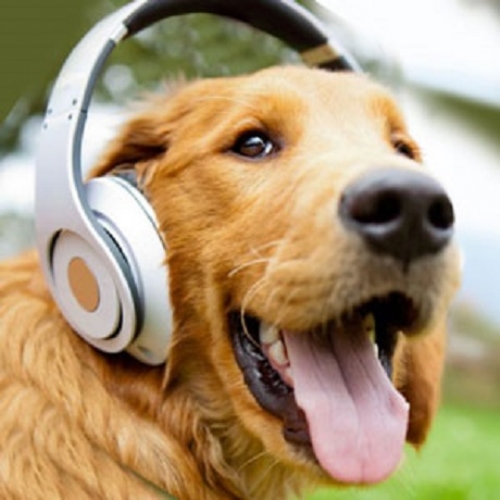 Затягат контрола по регистрация на домашни кучета