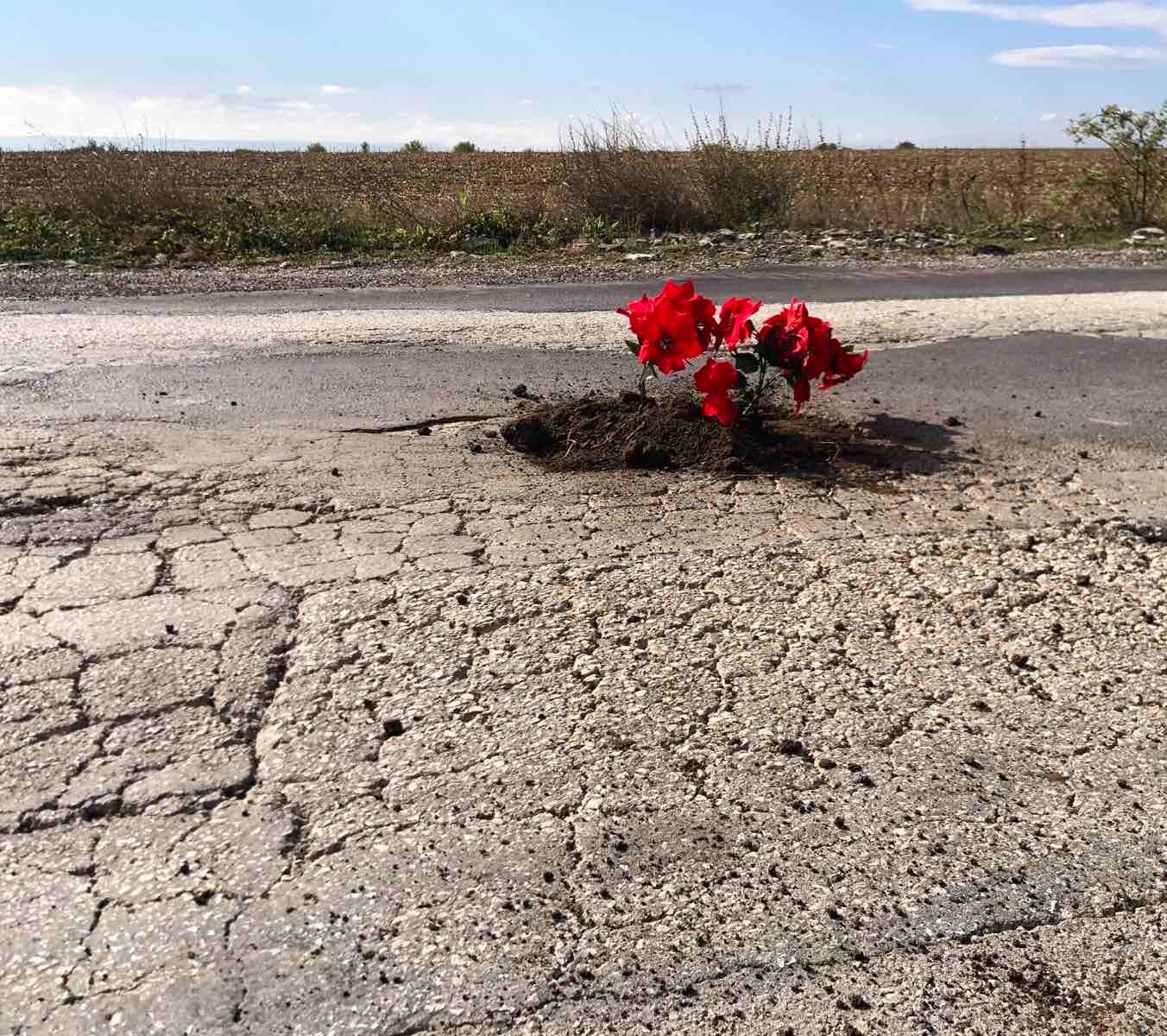 Насадиха цветя в пътни кратери