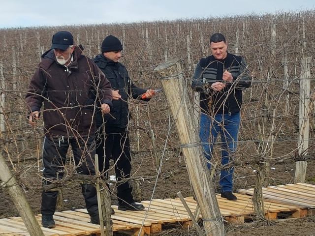 Росен Добрев заряза лозята в Бургозоне