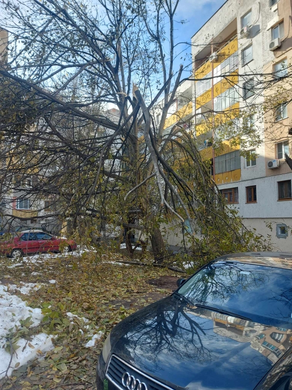 Врачани алармират за опасно дърво