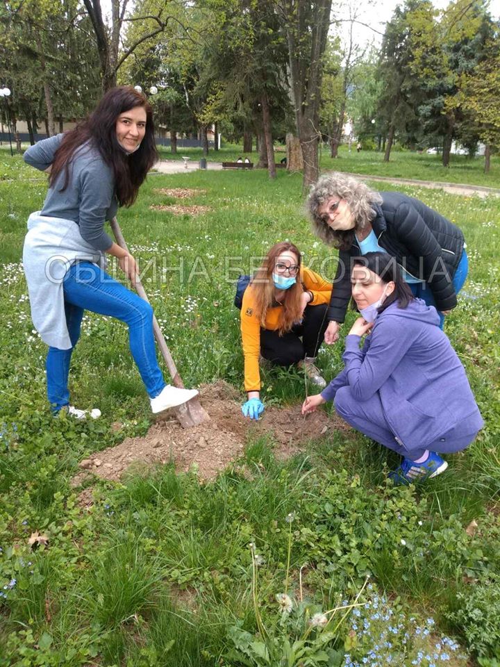 Засадиха 320 фиданки в Берковица