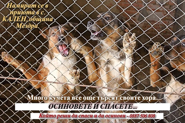 34 кучета чакат своите осиновители